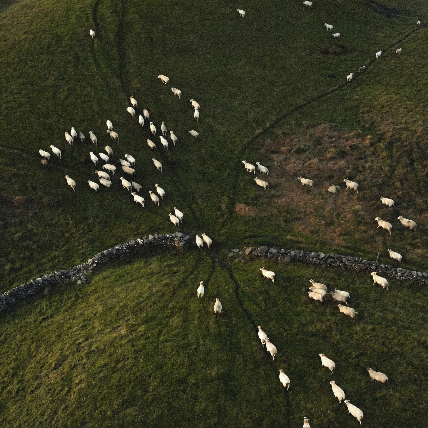A flock of sheep on the narrow road — revelation